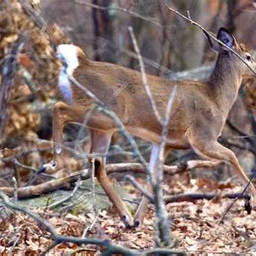 🔺🔺 Zoolins Mating Telegram